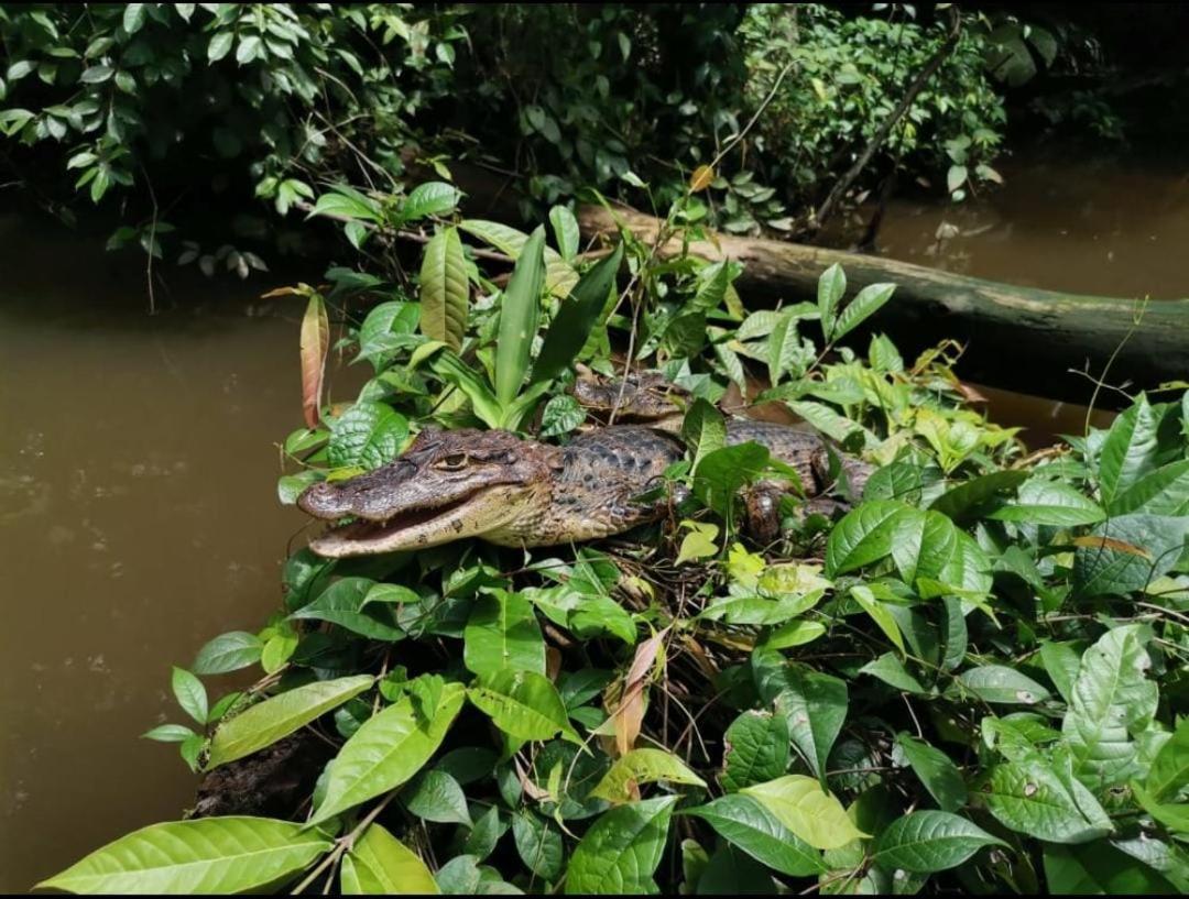 Casa Marbella Villa Tortuguero Luaran gambar
