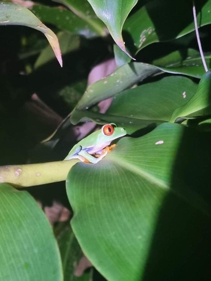 Casa Marbella Villa Tortuguero Luaran gambar