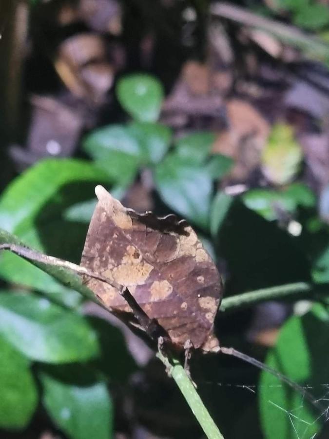 Casa Marbella Villa Tortuguero Luaran gambar